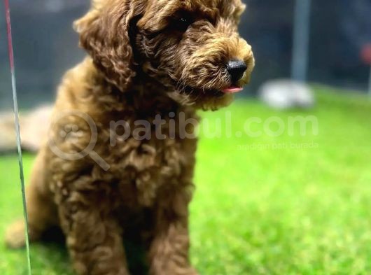 Red Dişi Toypoodle Yavrumuz görsel