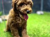 Red Dişi Toypoodle Yavrumuz