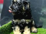 Bu Haftaya Özel Çok Uygun Fiyatlı Maltipoo Yavrumuz