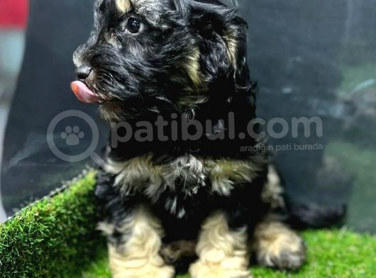 Bu Haftaya Özel Çok Uygun Fiyatlı Maltipoo Yavrumuz