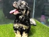 Bu Haftaya Özel Çok Uygun Fiyatlı Maltipoo Yavrumuz