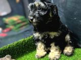 Bu Haftaya Özel Çok Uygun Fiyatlı Maltipoo Yavrumuz