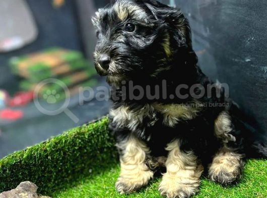 Bu Haftaya Özel Çok Uygun Fiyatlı Maltipoo Yavrumuz görsel