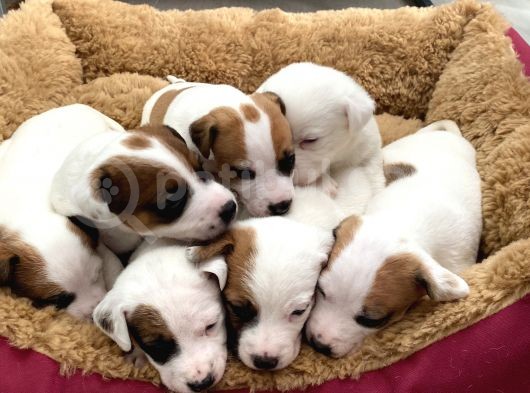 Safkan Kısa Bacak Orji̇nal Maskeli̇ Jack Russell Yavruları En Uygun ( Sağlık Garantili ) görsel