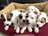 Safkan Kısa Bacak Orji̇nal Maskeli̇ Jack Russell Yavruları En Uygun ( Sağlık Garantili )