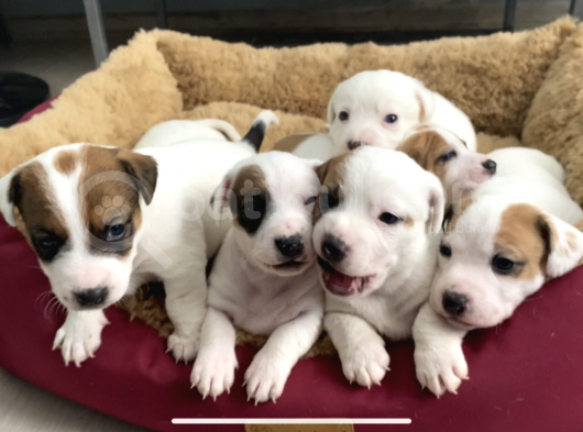 Safkan Kısa Bacak Orji̇nal Maskeli̇ Jack Russell Yavruları En Uygun ( Sağlık Garantili )