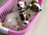 Safkan Kısa Bacak Orji̇nal Maskeli̇ Jack Russell Yavruları En Uygun ( Sağlık Garantili )