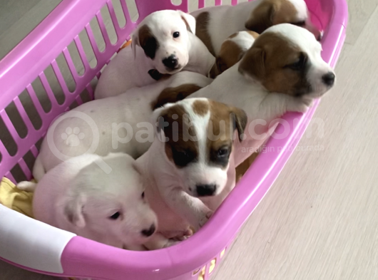 Safkan Kısa Bacak Orji̇nal Maskeli̇ Jack Russell Yavruları En Uygun ( Sağlık Garantili ) görsel