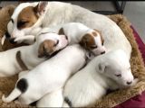 Safkan Kısa Bacak Orji̇nal Maskeli̇ Jack Russell Yavruları En Uygun ( Sağlık Garantili )