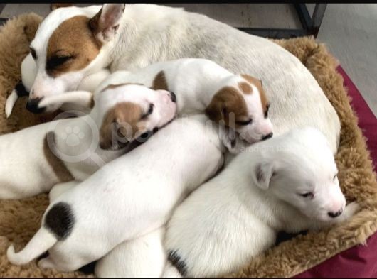 Safkan Kısa Bacak Orji̇nal Maskeli̇ Jack Russell Yavruları En Uygun ( Sağlık Garantili ) görsel