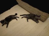Safkan British Shorthair Sevgi Dolu Ve Oyuncu Yavru Kediler