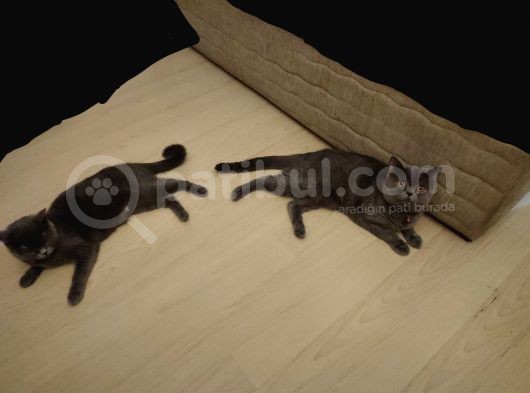 Safkan British Shorthair Sevgi Dolu Ve Oyuncu Yavru Kediler görsel