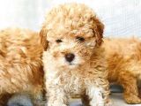 Safkan Apricot Toy Poodle Yavrular
