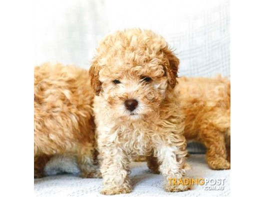 Safkan Apricot Toy Poodle Yavrular