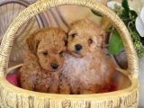 Tatlı mı Tatlı Teacup Toy Poodle Yavrular