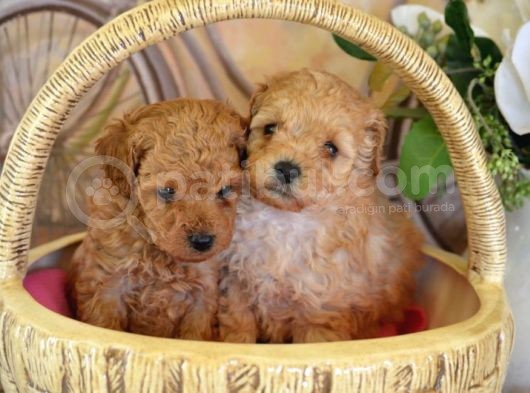 Tatlı Mı Tatlı Teacup Toy Poodle Yavrular