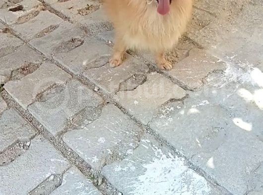 Mükemmel Tüy Yapısına Sahip Oyuncu Pomerinan görsel