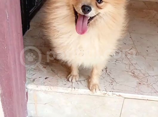Mükemmel Tüy Yapısına Sahip Oyuncu Pomerinan