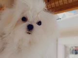 A Kalitede Safkan Secereli Maltese Terrier Yavruları