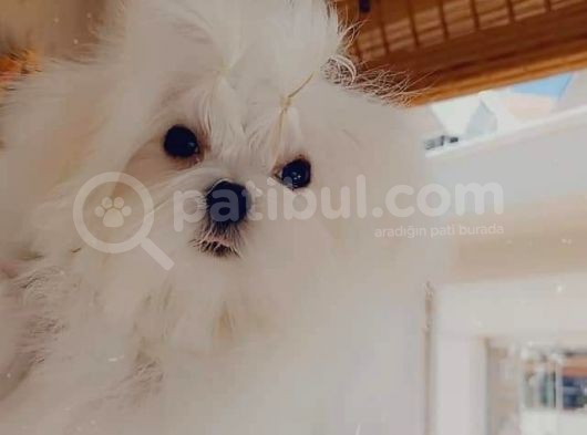 A Kalitede Safkan Secereli Maltese Terrier Yavruları görsel