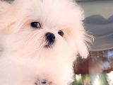 A Kalitede Safkan Secereli Maltese Terrier Yavruları