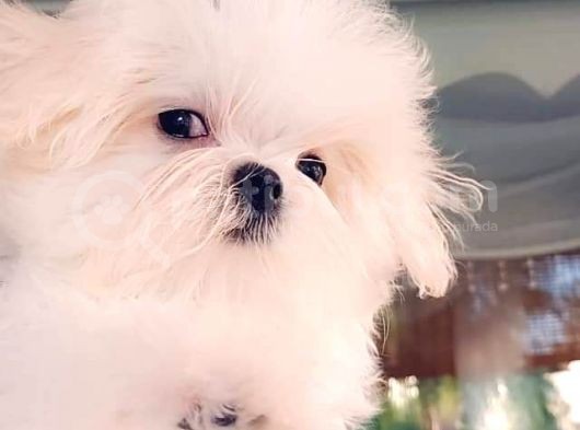 A Kalitede Safkan Secereli Maltese Terrier Yavruları