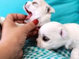 A Kalitede Safkan Secereli Maltese Terrier Yavruları