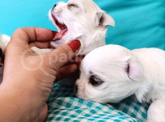 A Kalitede Safkan Secereli Maltese Terrier Yavruları görsel