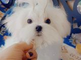A Kalitede Safkan Secereli Maltese Terrier Yavruları