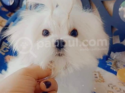 A Kalitede Safkan Secereli Maltese Terrier Yavruları görsel