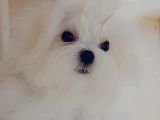 A Kalitede Safkan Secereli Maltese Terrier Yavruları