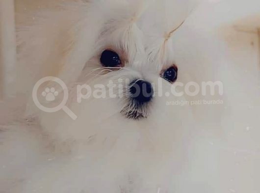 A Kalitede Safkan Secereli Maltese Terrier Yavruları görsel