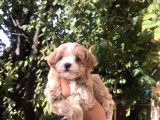 Gerçek F1 Maltipoo Yavruları Show Kalite