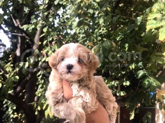 Gerçek F1 Maltipoo Yavruları Show Kalite