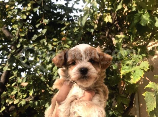 Gerçek F1 Maltipoo Yavruları Show Kalite görsel