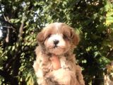 Gerçek F1 Maltipoo Yavruları Show Kalite
