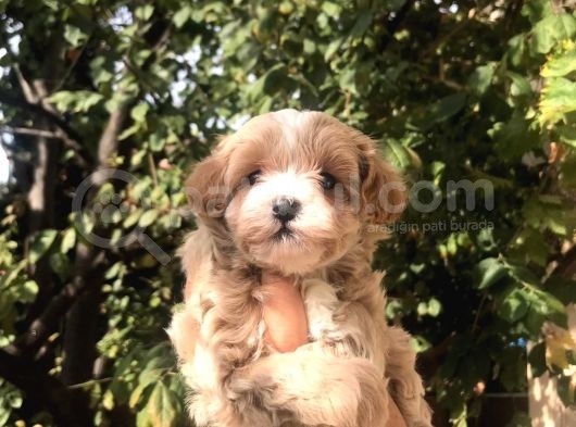Gerçek F1 Maltipoo Yavruları Show Kalite görsel