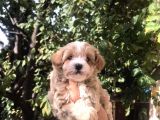 Gerçek F1 Maltipoo Yavruları Show Kalite
