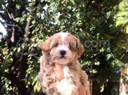 Gerçek F1 Maltipoo Yavruları Show Kalite görsel