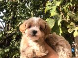 Gerçek F1 Maltipoo Yavruları Show Kalite