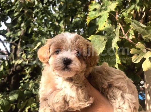 Gerçek F1 Maltipoo Yavruları Show Kalite görsel