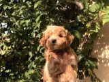 Gerçek F1 Maltipoo Yavruları Show Kalite