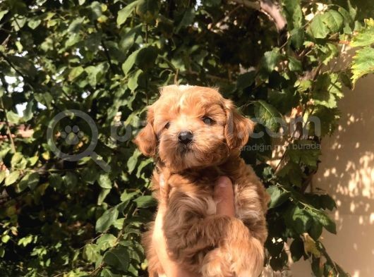Gerçek F1 Maltipoo Yavruları Show Kalite görsel