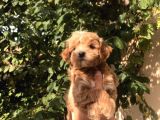 Gerçek F1 Maltipoo Yavruları Show Kalite
