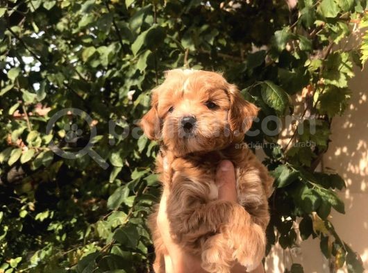 Gerçek F1 Maltipoo Yavruları Show Kalite görsel