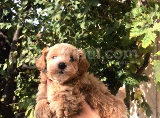 Gerçek F1 Maltipoo Yavruları Show Kalite görsel