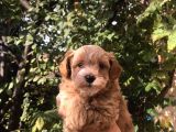 Gerçek F1 Maltipoo Yavruları Show Kalite