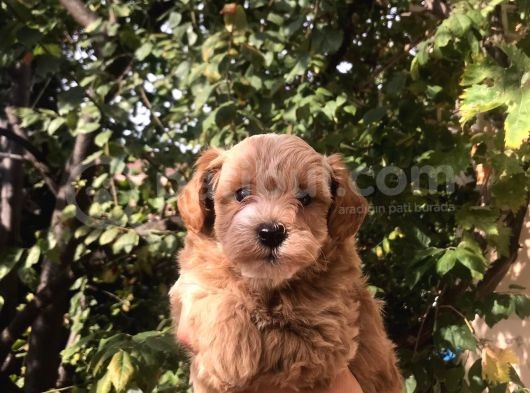 Gerçek F1 Maltipoo Yavruları Show Kalite görsel
