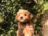 Gerçek F1 Maltipoo Yavruları Show Kalite