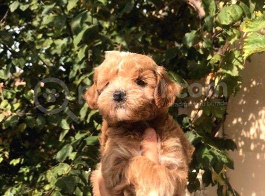 Gerçek F1 Maltipoo Yavruları Show Kalite görsel